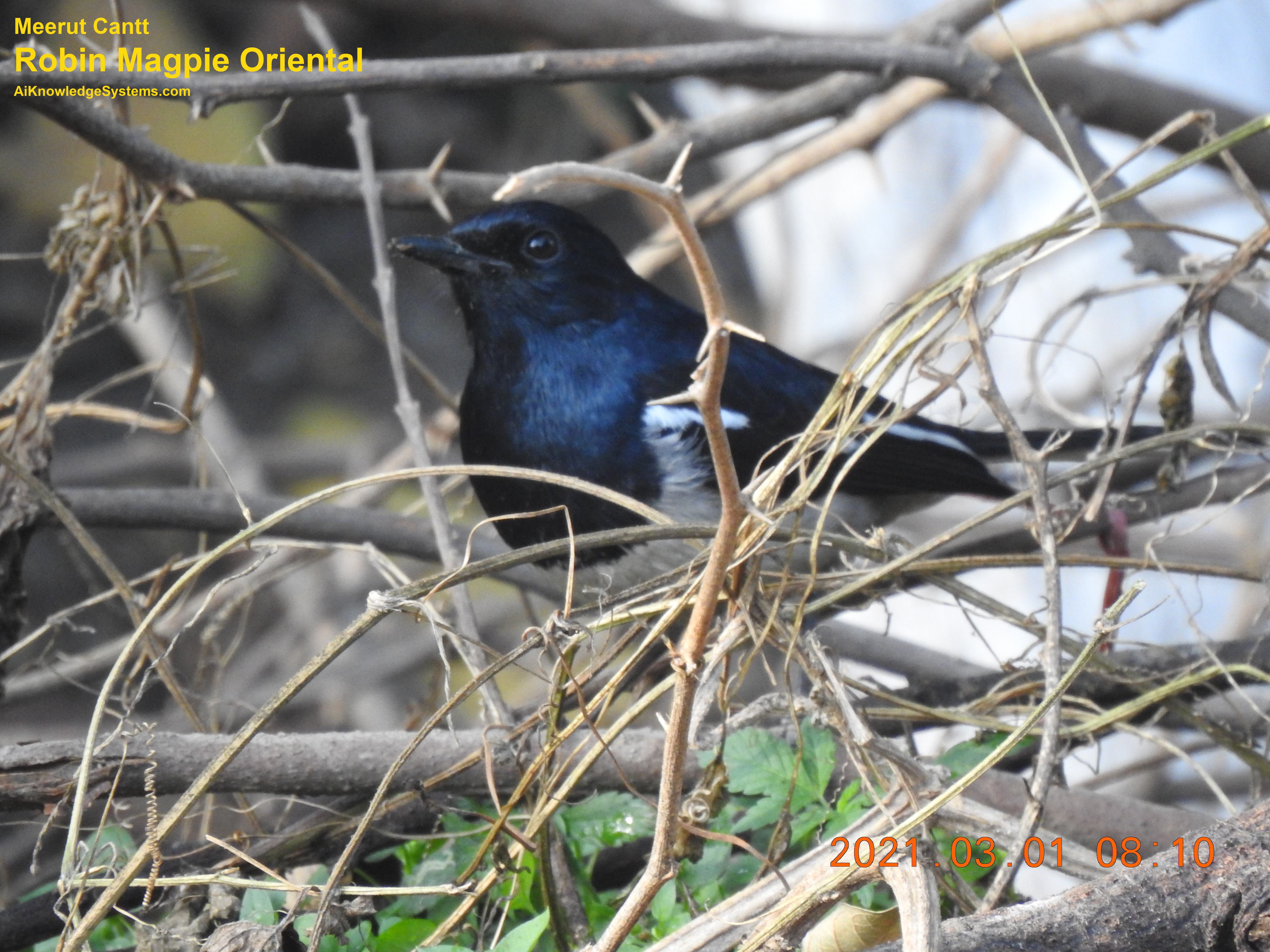 Magpie Robin (105) Coming Soon